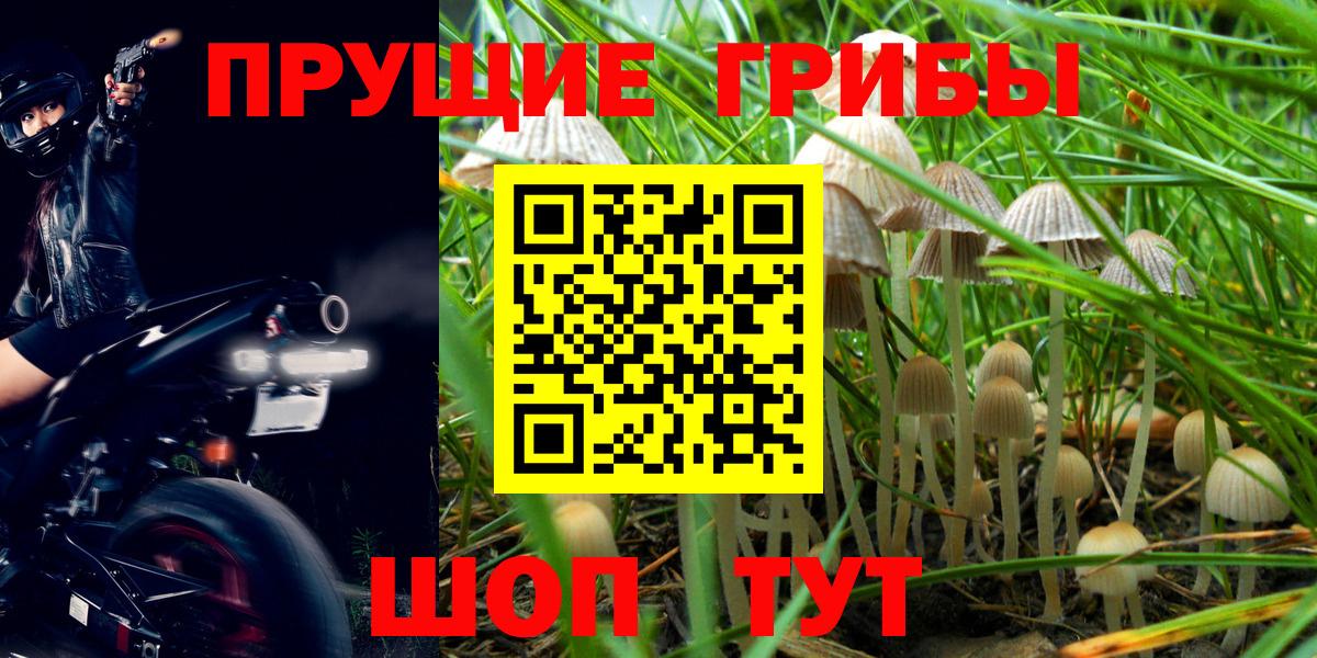 Отрадный  Псилоцибиновые грибы Cubensis  Вход с VPN 