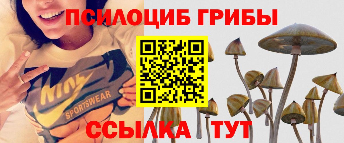 Псилоцибиновые грибы мицелий Отрадный